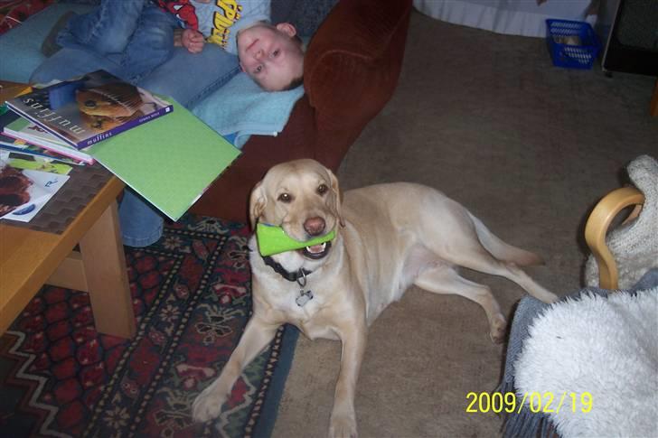 Labrador retriever Pippi - endelig fundet det legetøj, som har været væk i flere måneder billede 6