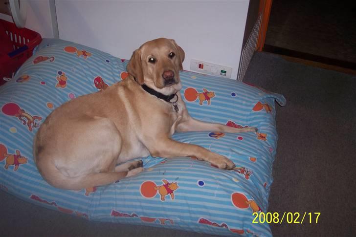 Labrador retriever Pippi - her er også en god soveplads billede 7