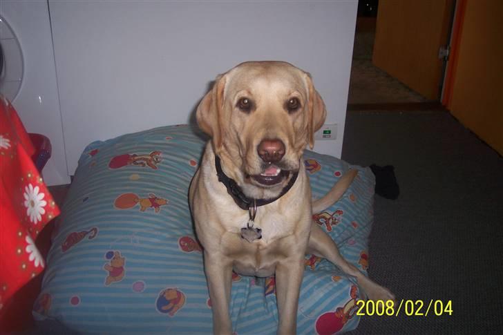 Labrador retriever Pippi - også fra sovepladsen billede 8