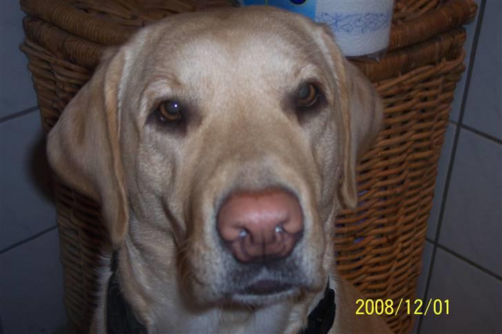 Labrador retriever Pippi - er hun smuk eller hvad???? billede 9