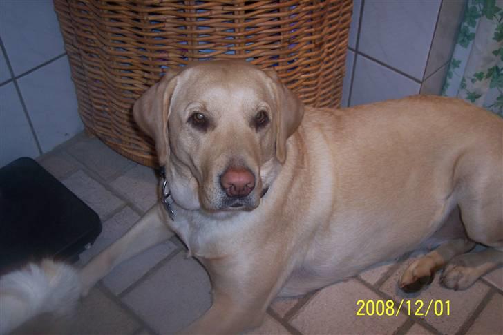 Labrador retriever Pippi - med på badeværelset, der er varme i gulvet billede 10