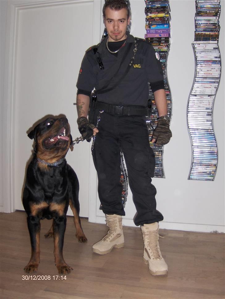 Rottweiler Tayson - klar til arbjde sammen far :) billede 15