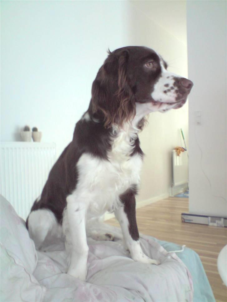 Engelsk springer spaniel Eddie billede 8