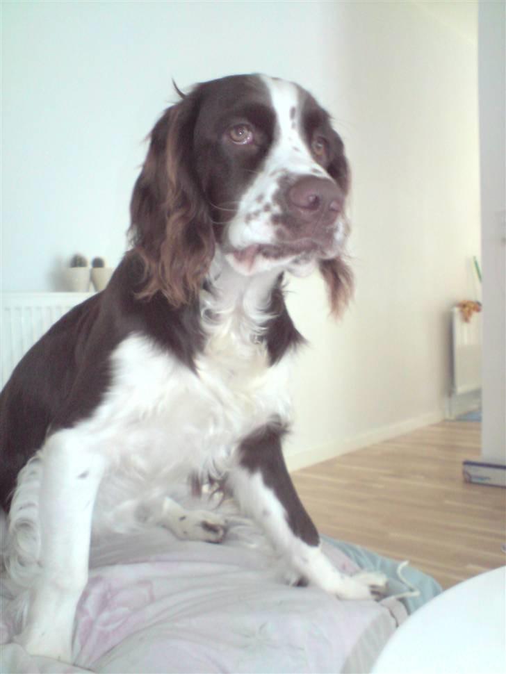 Engelsk springer spaniel Eddie billede 9