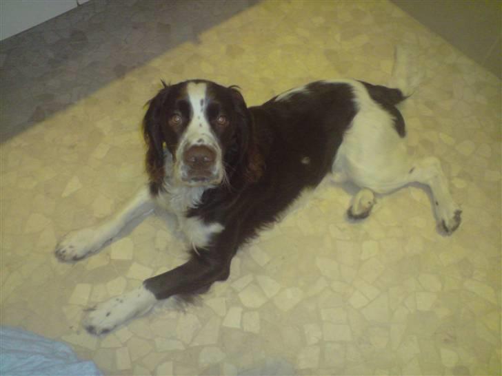 Engelsk springer spaniel Eddie billede 10