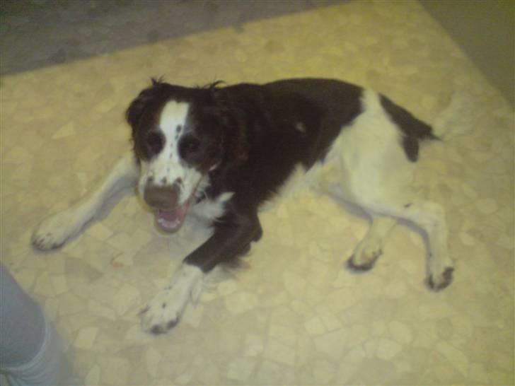 Engelsk springer spaniel Eddie billede 11