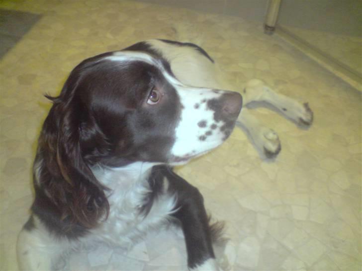Engelsk springer spaniel Eddie billede 12