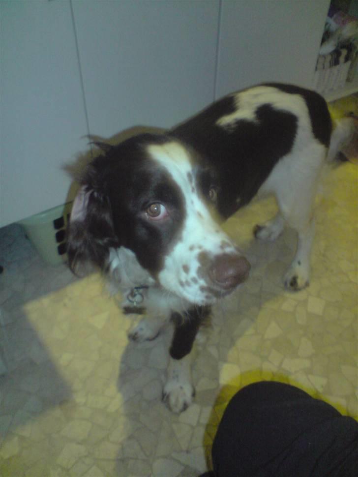 Engelsk springer spaniel Eddie billede 13