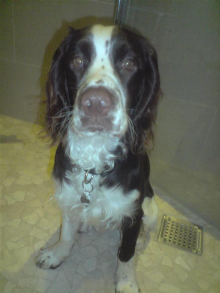 Engelsk springer spaniel Eddie billede 14