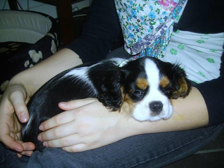Cavalier king charles spaniel Malekit´s Molly - Lige kommet hjem til oss billede 10
