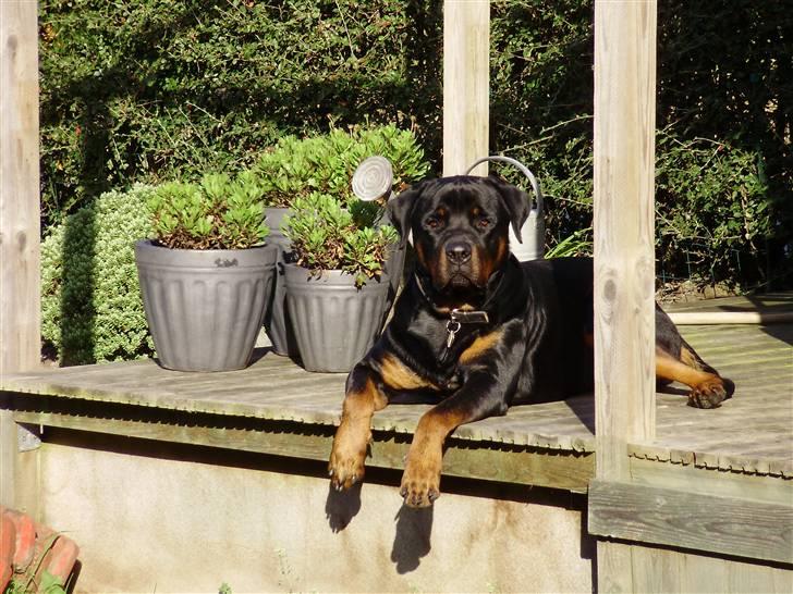 Rottweiler Diesel billede 13