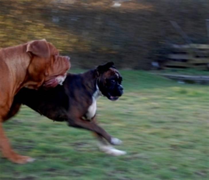 Boxer Eko billede 10