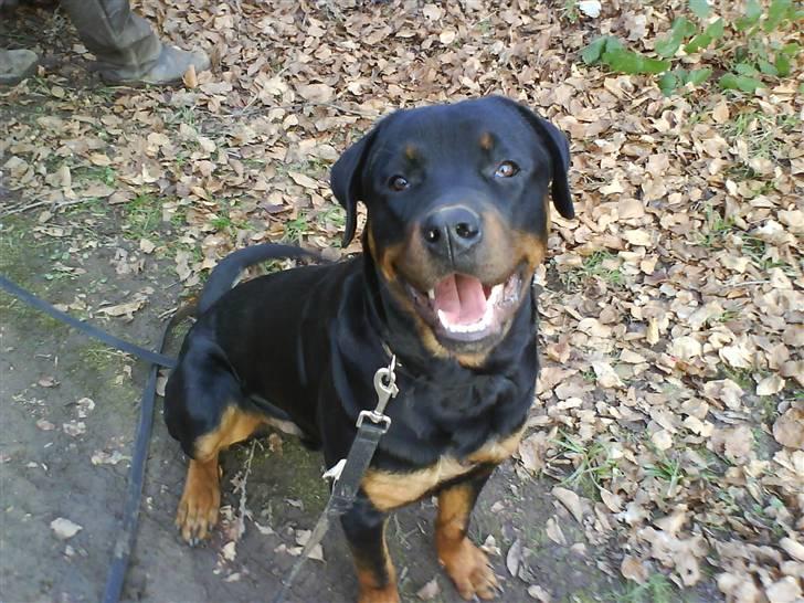 Rottweiler Diesel billede 15