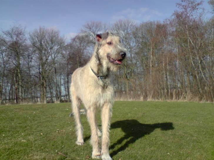 Irsk ulvehund Victor - 20. marts 2009 billede 19