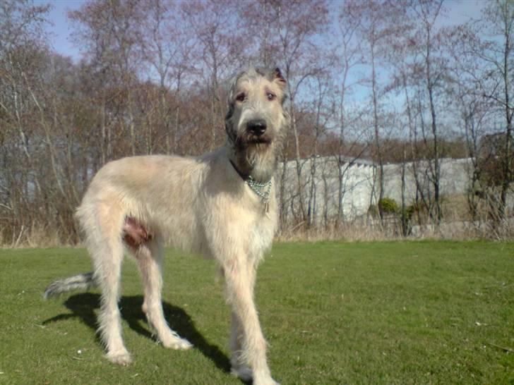 Irsk ulvehund Victor - 20.marts 2009 billede 20