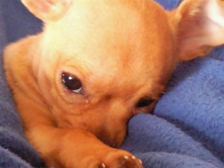 Chihuahua Rødebro's Tim SOLGT billede 8