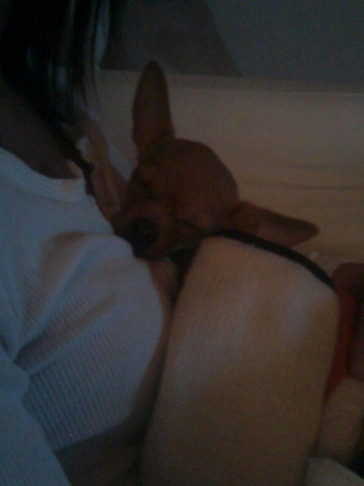 Chihuahua Rødebro's Tim SOLGT billede 9