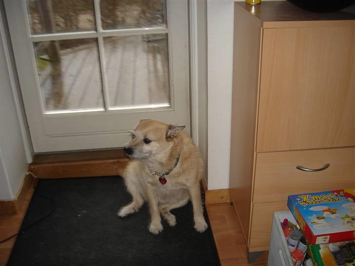 Blanding af racer Fie *Tykke* - hej og velkommen til min profil billede 1