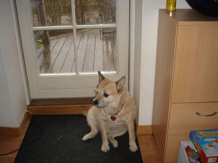 Blanding af racer Fie *Tykke* - ud kom nu billede 2