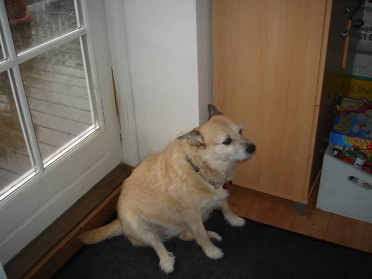 Blanding af racer Fie *Tykke* - bebe billede 3