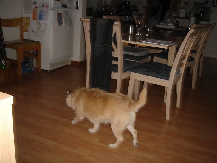 Blanding af racer Fie *Tykke* - bor der må jeg under billede 4