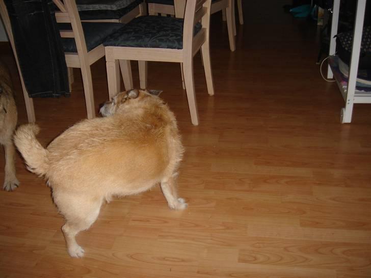 Blanding af racer Fie *Tykke* - hov je vender lie om billede 5