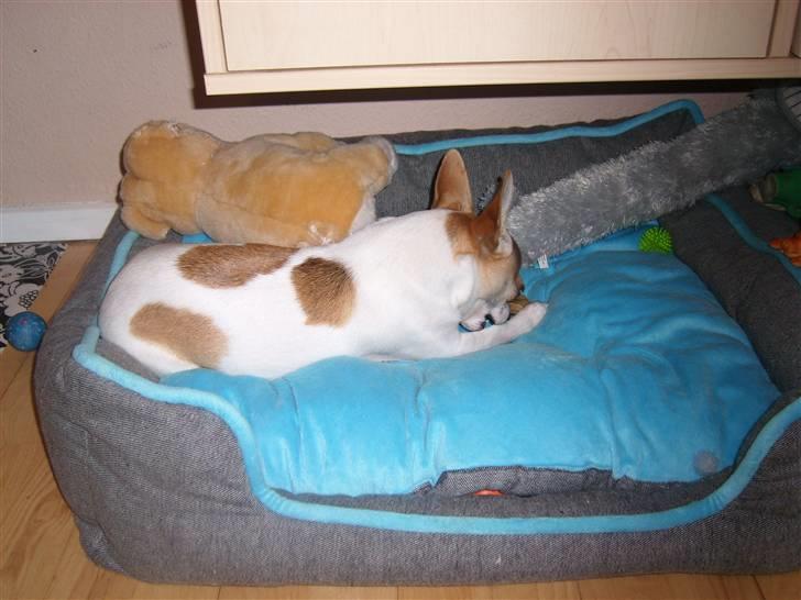 Chihuahua Fucchi billede 3