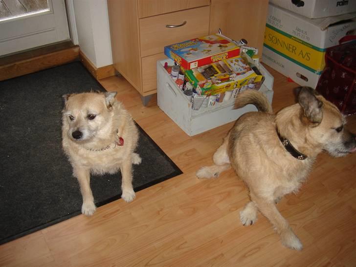 Blanding af racer Fie *Tykke* - min bror smutter billede 6