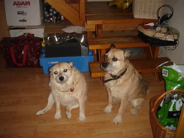 Blanding af racer Fie *Tykke* - hygge billede 7