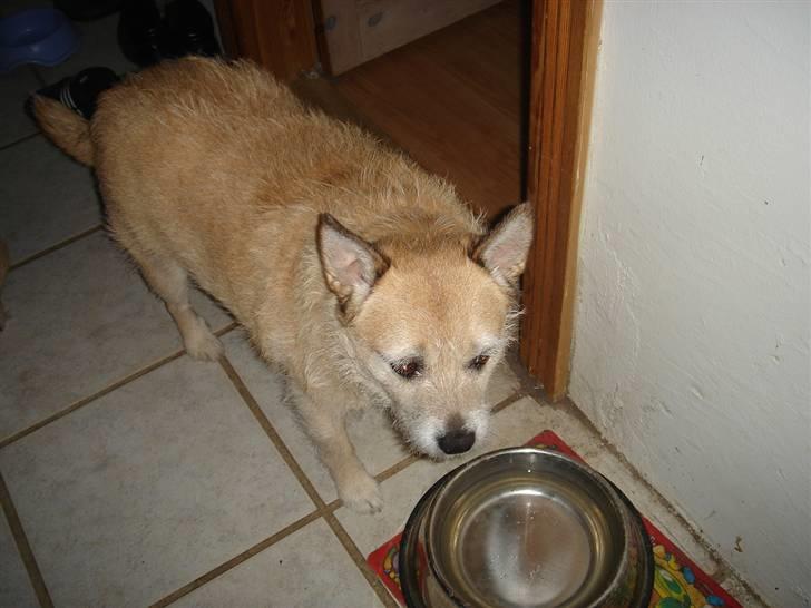 Blanding af racer Fie *Tykke* - vand billede 8