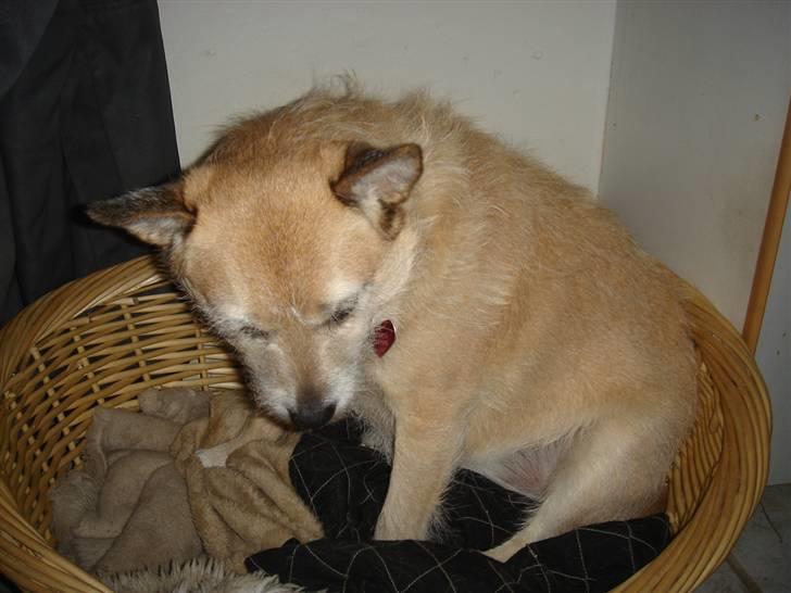 Blanding af racer Fie *Tykke* - hvad er det billede 9