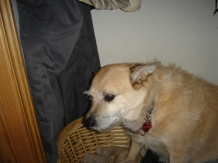 Blanding af racer Fie *Tykke* - god kurv billede 10