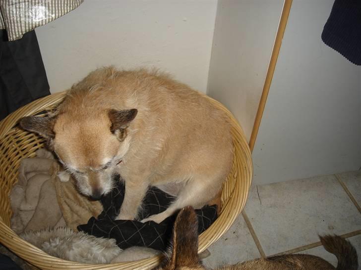 Blanding af racer Fie *Tykke* - hej billede 11