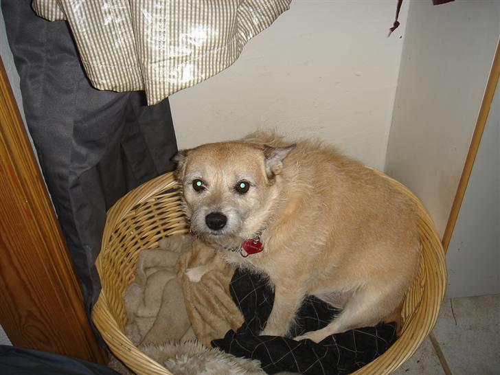 Blanding af racer Fie *Tykke* - er jeg ikke sød billede 12