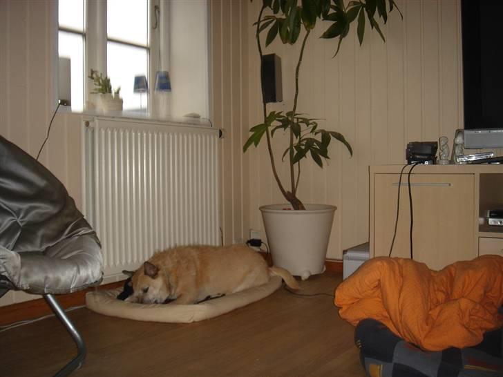 Blanding af racer Fie *Tykke* - ben det er godt at gnave ben billede 13