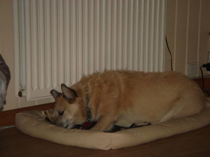 Blanding af racer Fie *Tykke* - igen billede 14