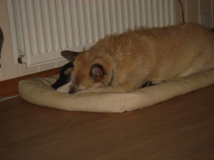 Blanding af racer Fie *Tykke* - igen billede 15