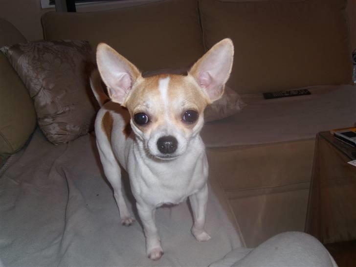 Chihuahua Fucchi billede 4