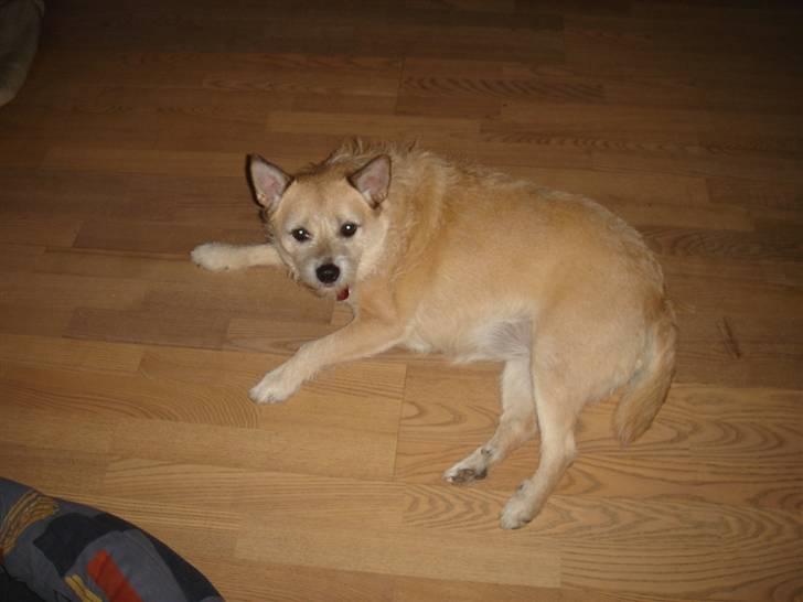 Blanding af racer Fie *Tykke* - er træt billede 16