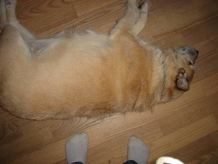 Blanding af racer Fie *Tykke* - afslapning billede 17