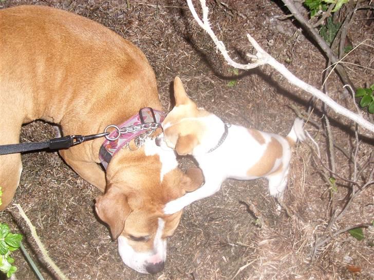 Chihuahua Fucchi billede 5