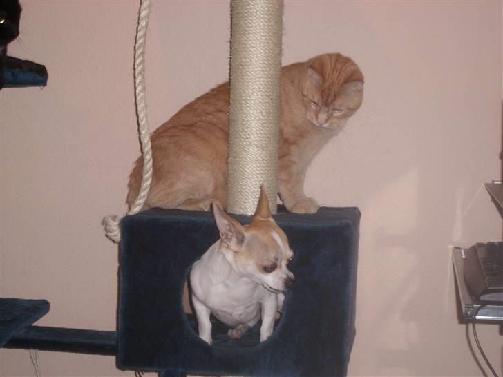 Chihuahua Fucchi billede 6