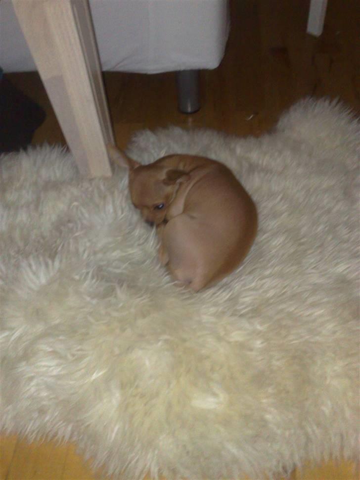 Chihuahua Rødebro's Tim SOLGT billede 10