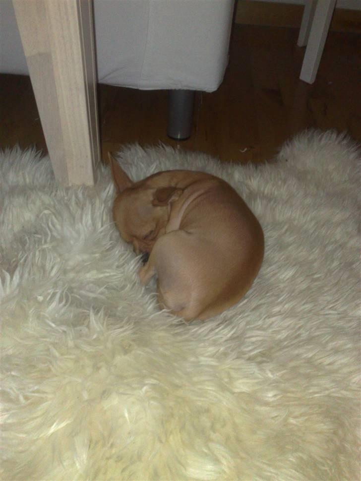 Chihuahua Rødebro's Tim SOLGT billede 11