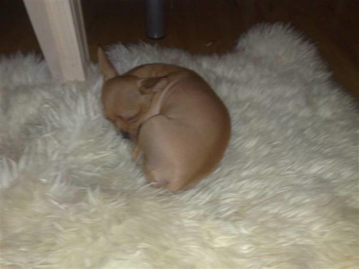 Chihuahua Rødebro's Tim SOLGT billede 12