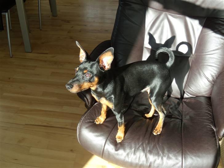 Dvaergpinscher Caras for ever Etoo - dejligt at nyde solen i fars stol billede 10