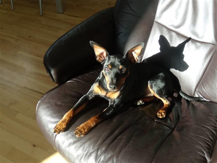 Dvaergpinscher Caras for ever Etoo - godt far har en god stol til at nyde solen i  billede 11