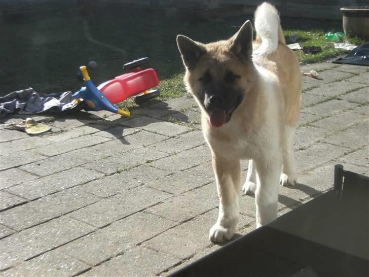 American Akita Xantos billede 2