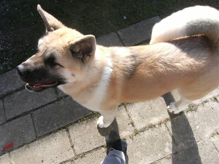 American Akita Xantos billede 3
