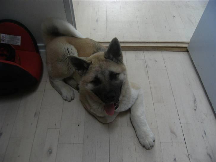 American Akita Xantos billede 4